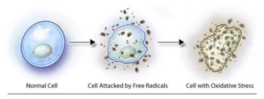 OXIDATIVT STRESS - DEN STRESS VI IKKE SER